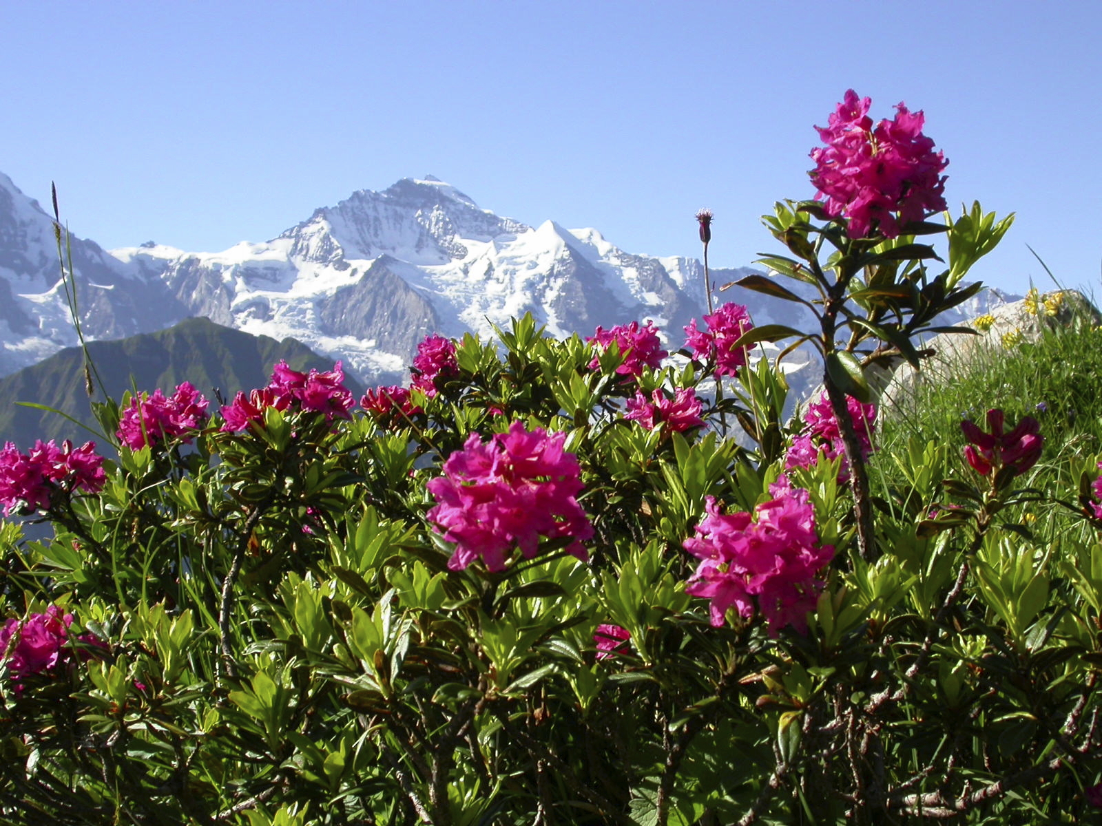 Alpine_Rosee_Active_plant_source