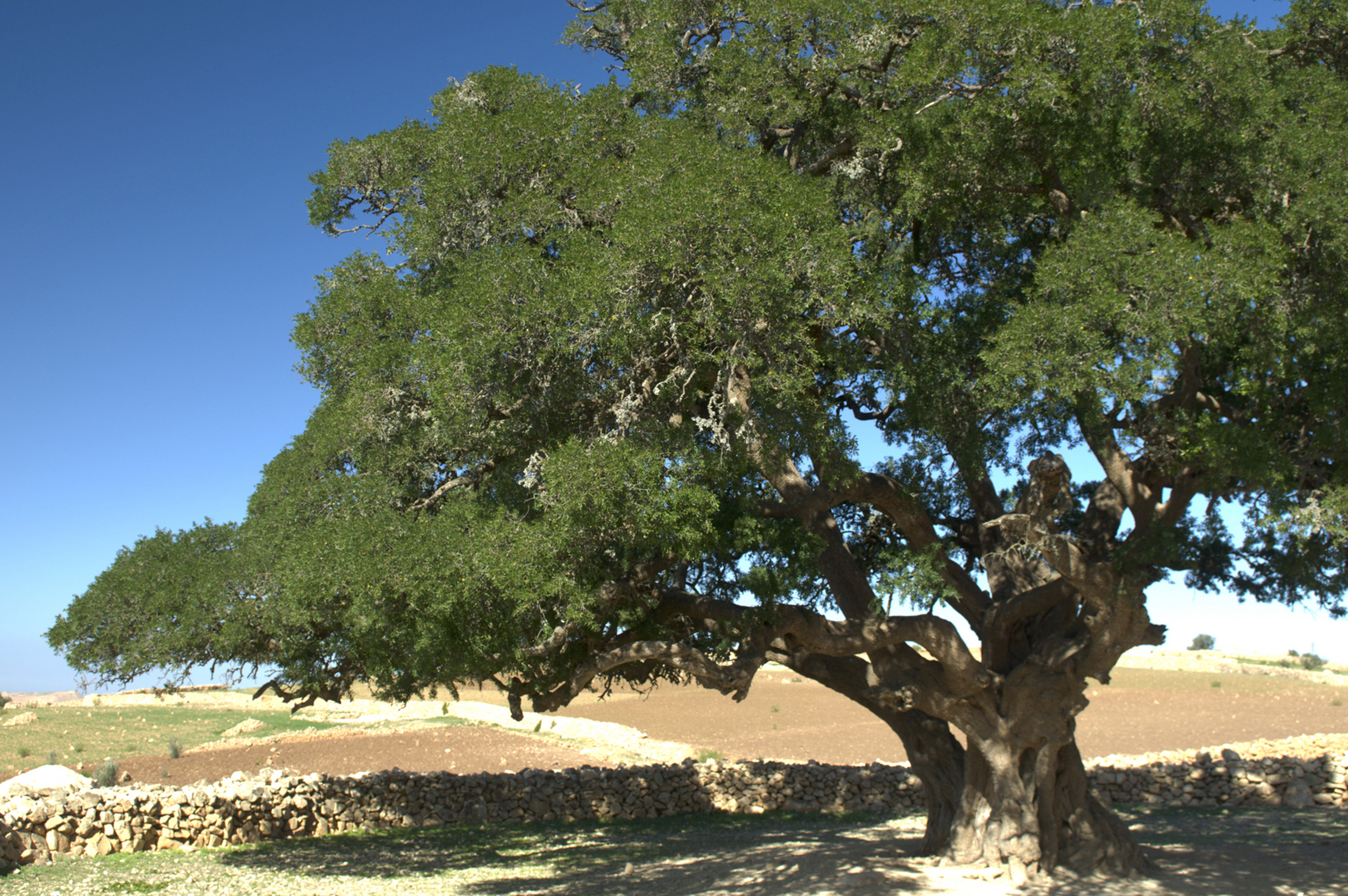 Argan plant source