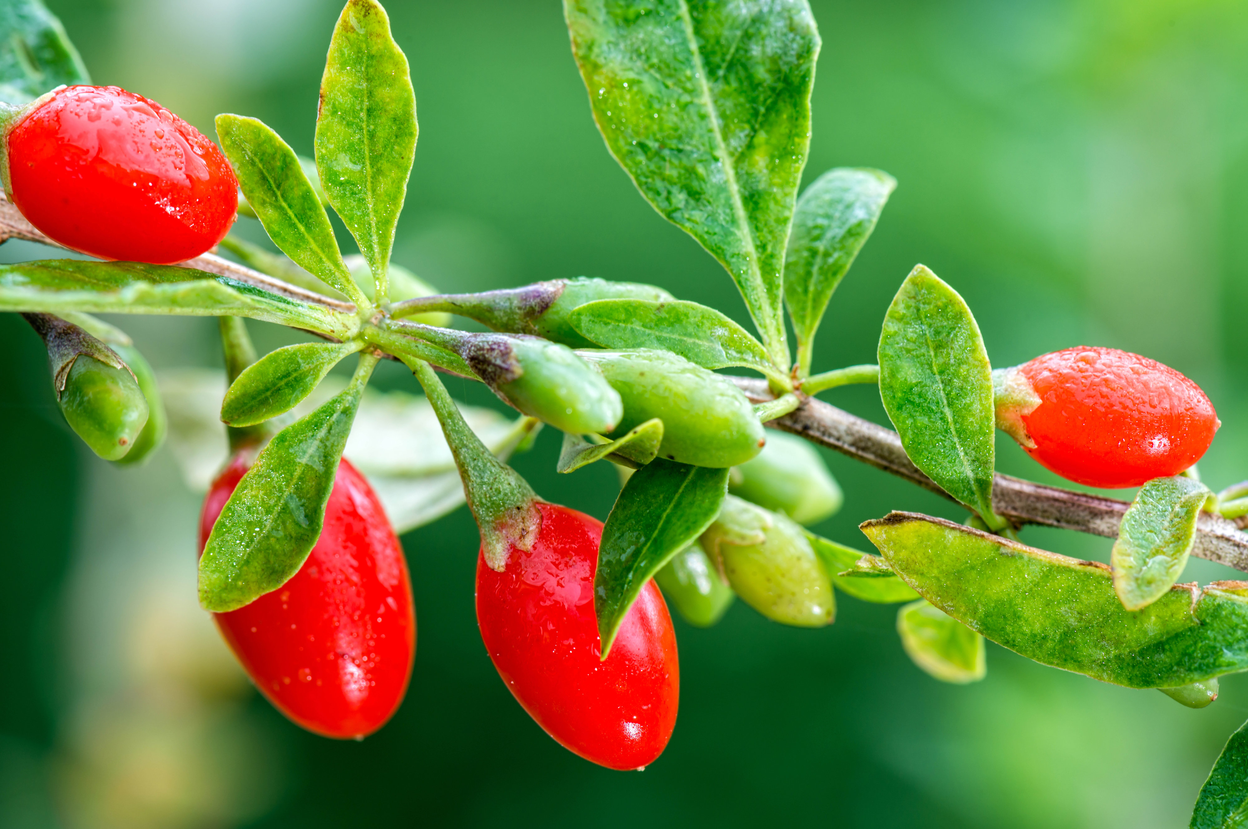 Goji plant source