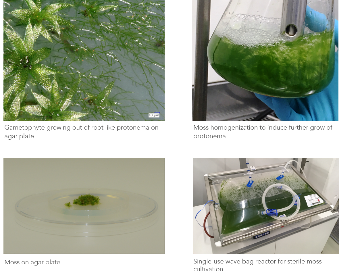 moss production