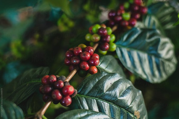 Coffea arabica