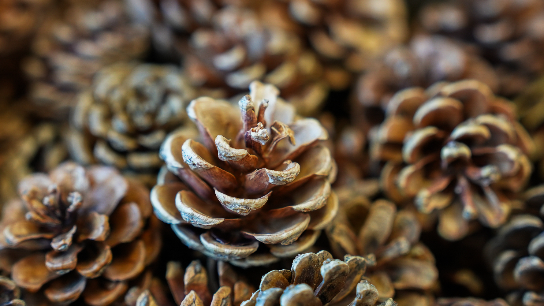 Pine Cones