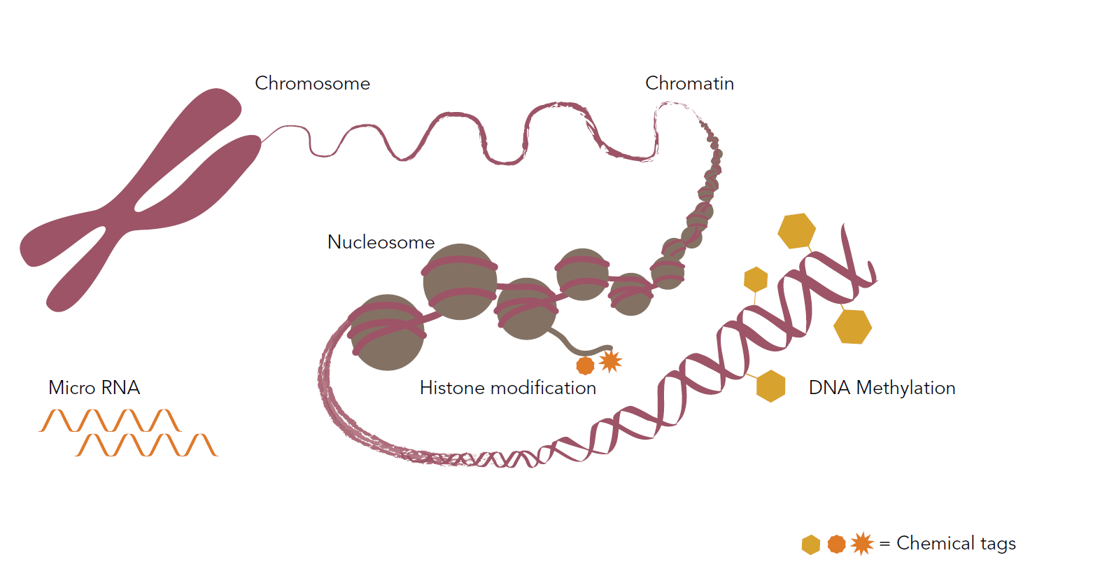 epigenetics.png