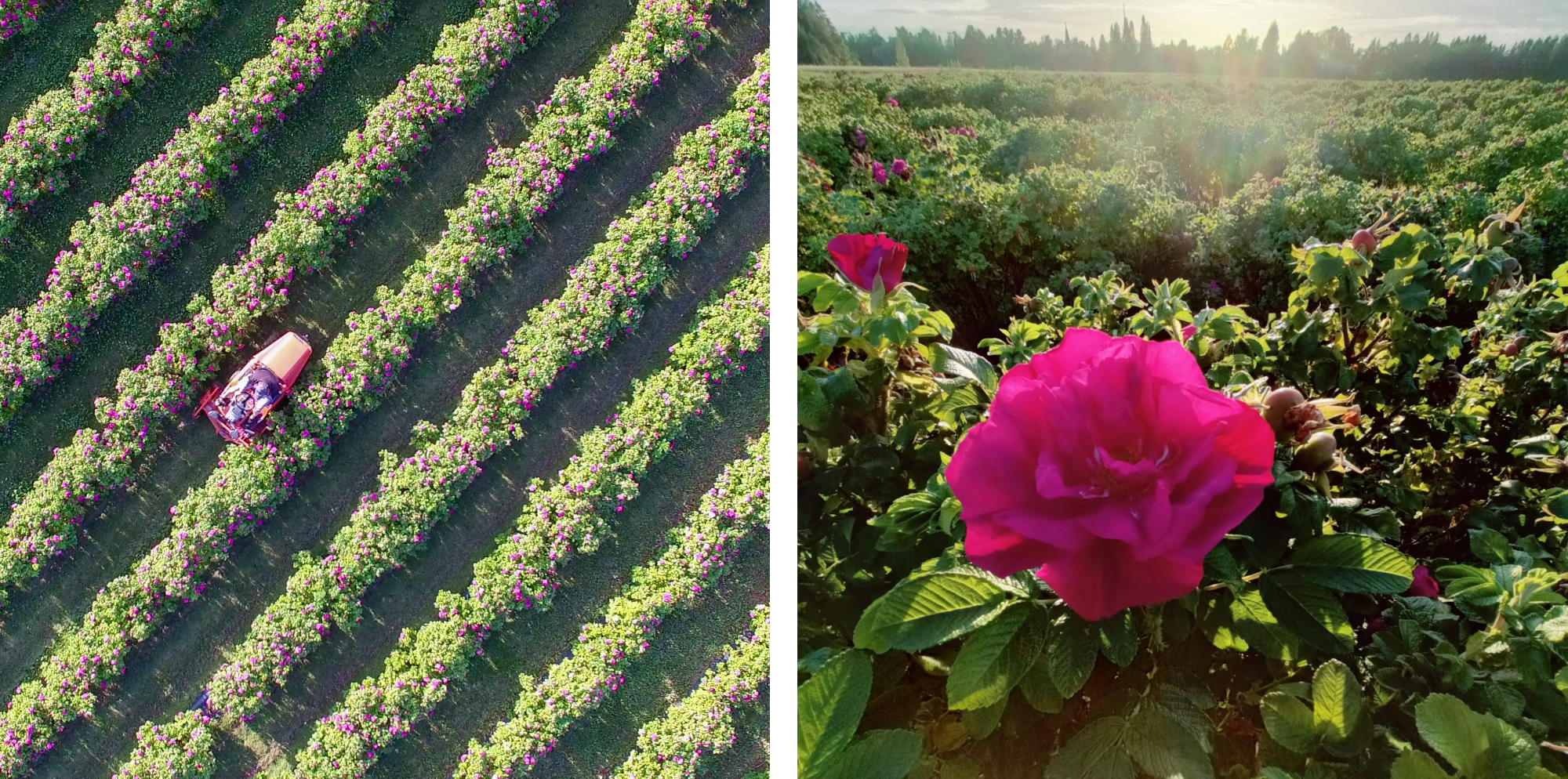 LunaRose Field