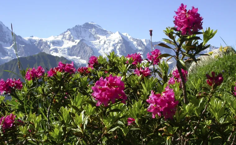 Alpine_Rosee_Active_plant_source
