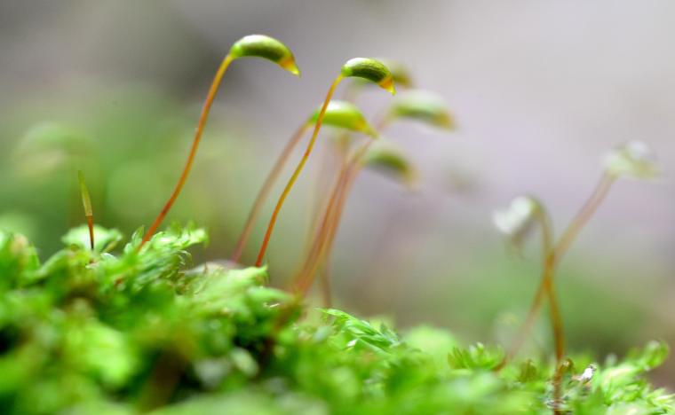 moss2