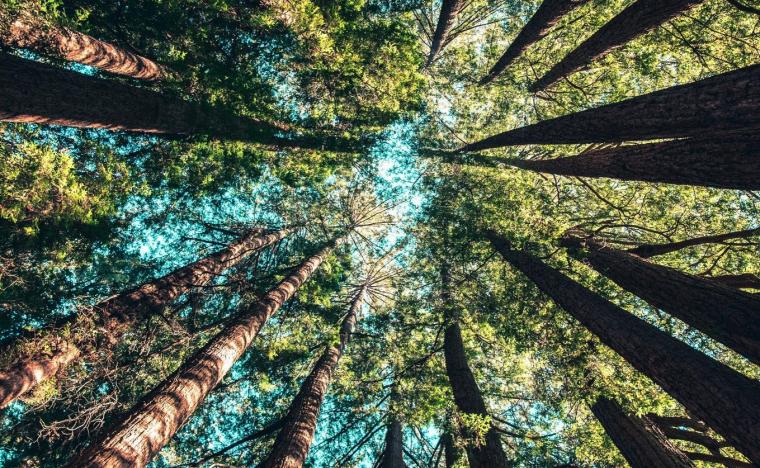 forest