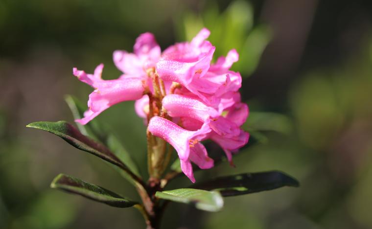 alp rose