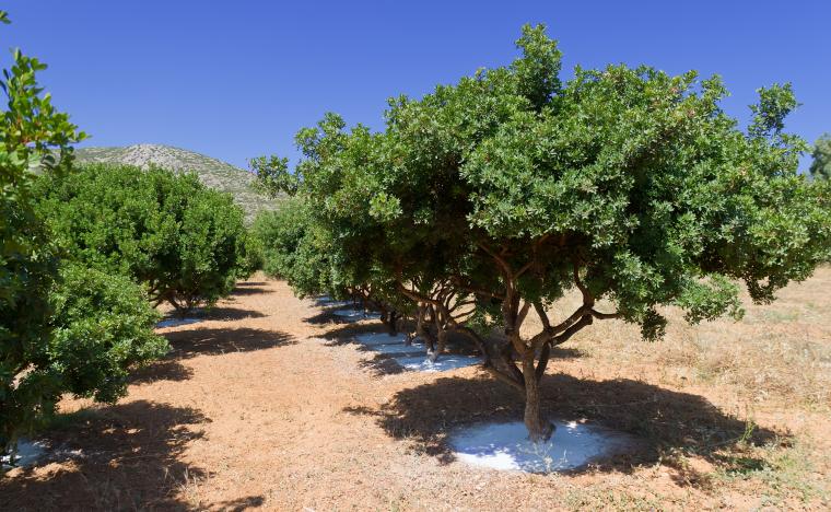 chios tree