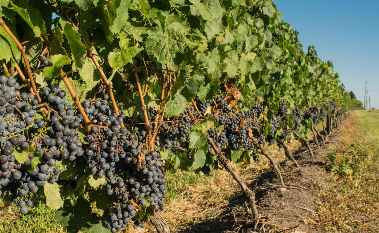 grapes